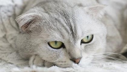 星空体育星空体育官网入口-波尔多主场惨败于亚眠，陷入连败泥潭，波尔多主教练